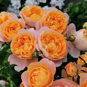 Juicy Terrazza Rose | Live Plant| Netherland Rose| Own Root Bushes in 1 Gallon Pot