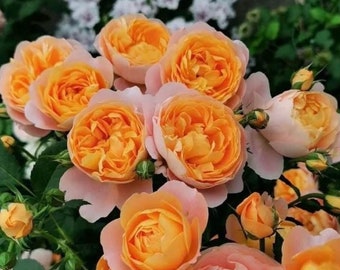 Juicy Terrazza Rose | Live Plant| Netherland Rose| Own Root Bushes in 1 Gallon Pot