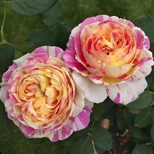 Rosa Claude Monet / Hermosa rosa despojada｜Enraizada en maceta de 1 galón