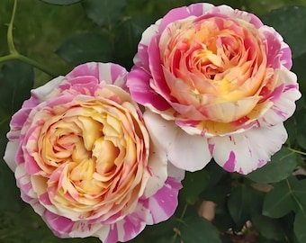 ROSE　クルユア Rose “augusta Luise” 奥古斯塔路易斯tantau Rose Live Plant, 1