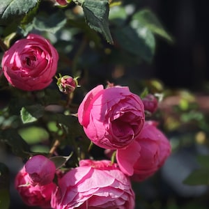 Rare Climbing Rose Pomponella | Own Root Rose in 1 Gallon Pot |  艾拉绒球 | つるバラ|