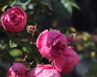 Rare Climbing Rose Pomponella | Own Rooted in 1 Gallon Pot |  艾拉绒球 | つるバラ|