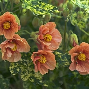 Abutilon ‘Thompsonii’ | Painted Abutilon | Flowering Maple Thompsonii | Live plant