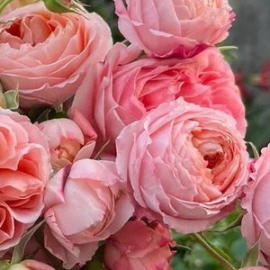 Rare Rose ‘Princess Sakura’ | Live Plant| Japanese Rose| Own Rooted in 1 Gallon Pot