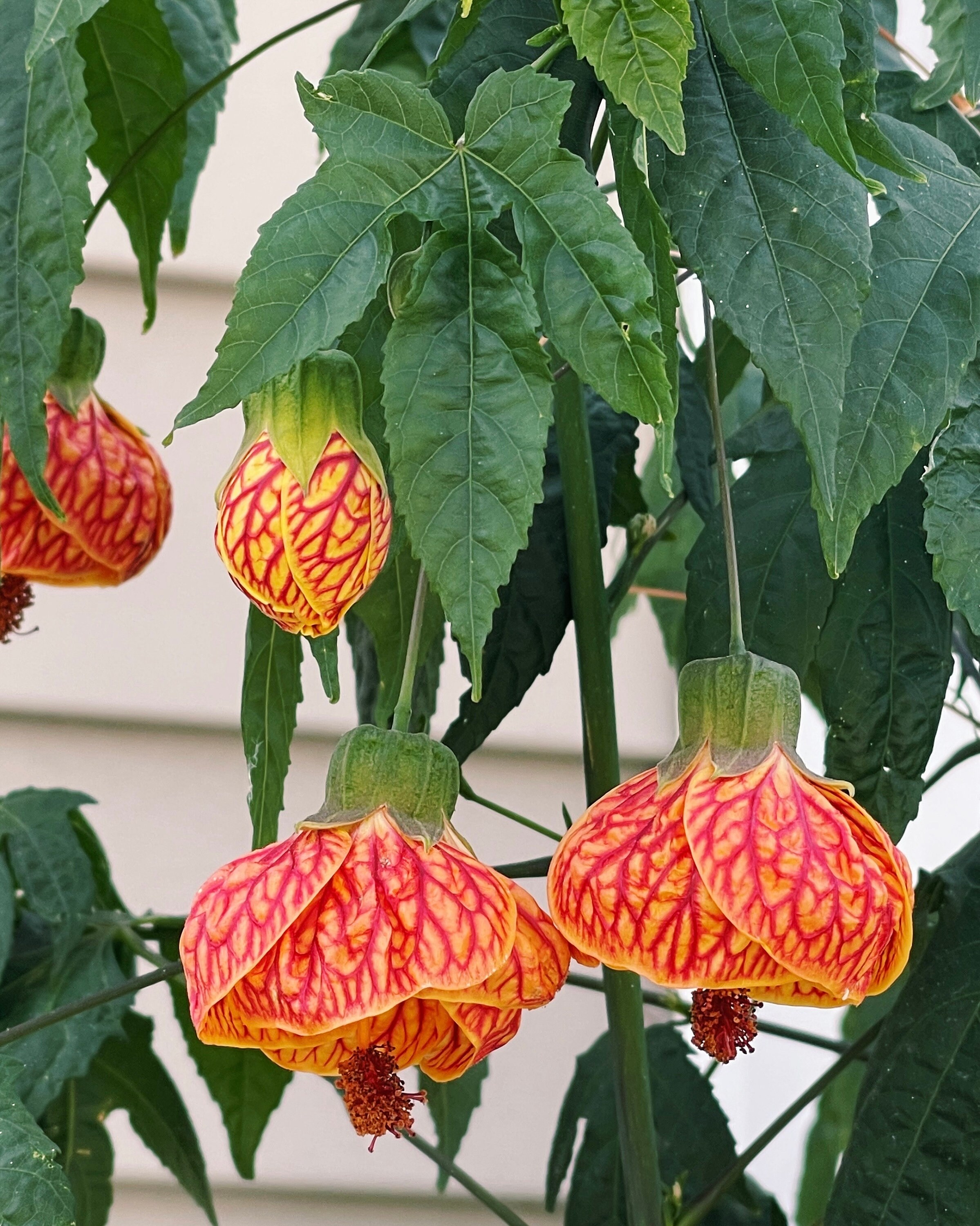 Abutilon Tiger Eyes Chinese Lantern Flowering Maple Live Plant - Etsy