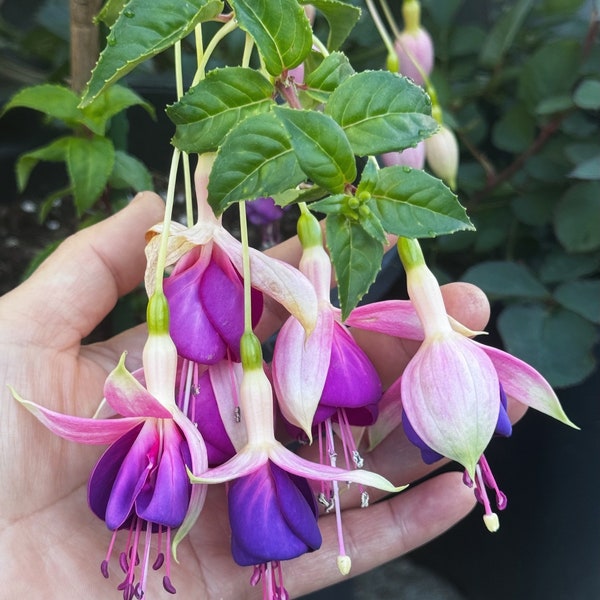 Fuchsia ‘Old Berkeley’  | Live Plant | Pink and Purple