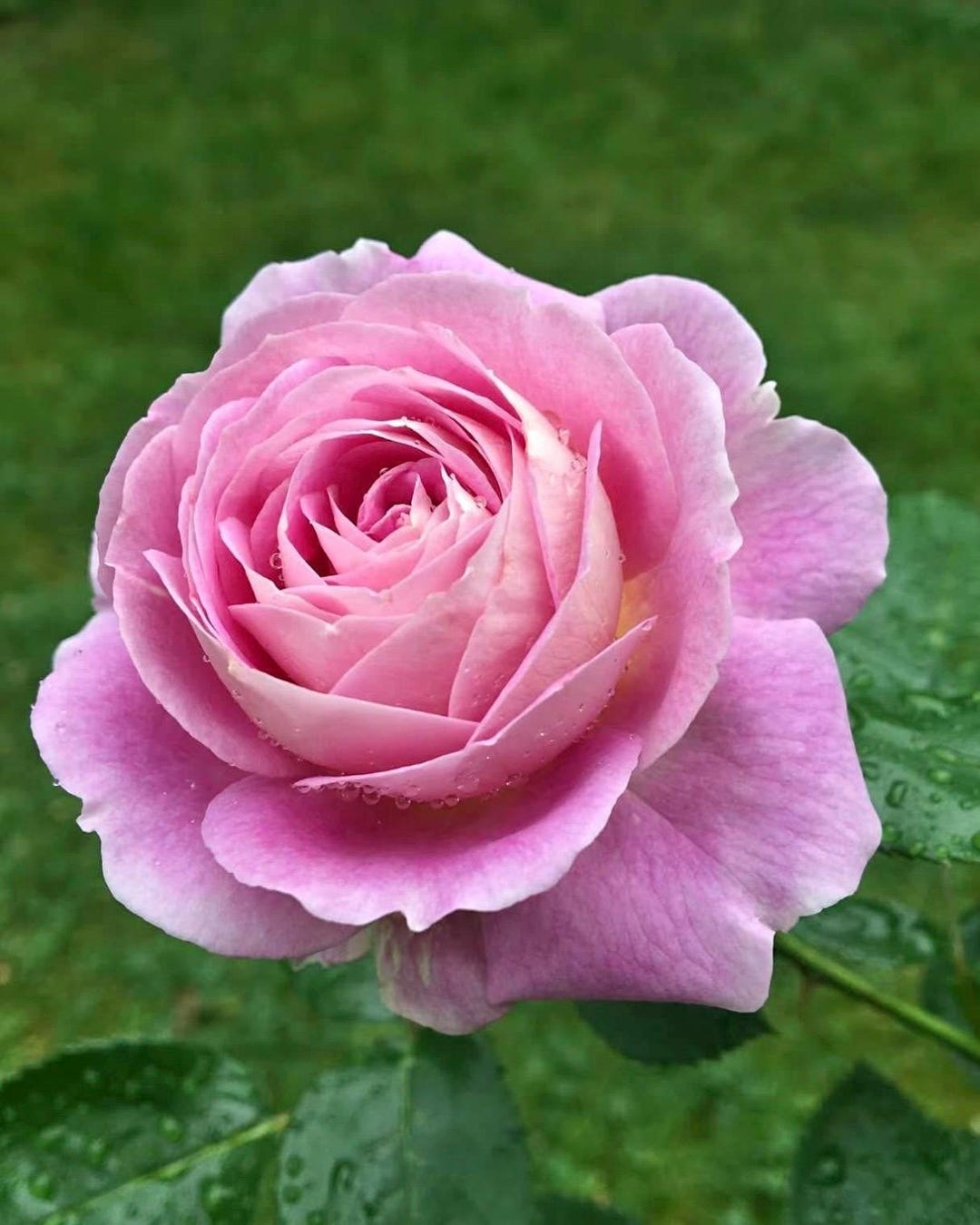 Rose 'arctic Blue' | Floribunda Rose | Own-root | Live Plant in 1 ...