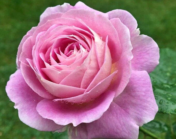 Rose 'arctic Blue' | Floribunda Rose | Own-root | Live Plant in 1 ...