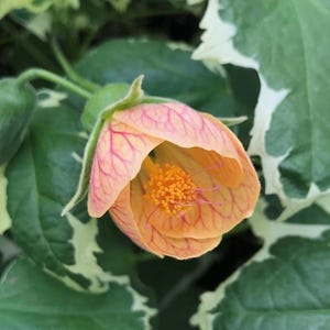 Abutilon ‘Savitzii’  | Flowering Maple | Variegated Leaves | Live Plant in 0.5 Gallon Pot