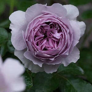 Rare Japanese Rose 'lilas' | 丽拉 リラ | Shrub Rose | Blue-purple