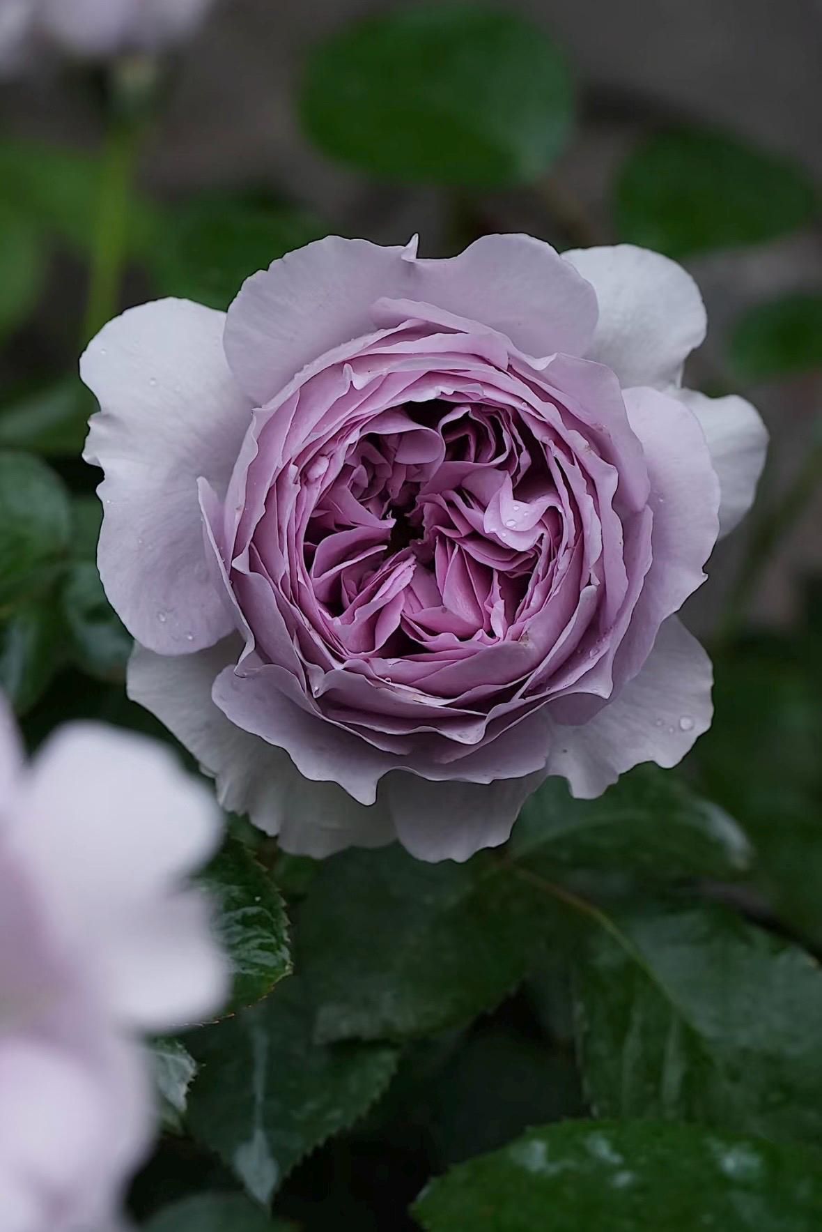 Rare Japanese Rose 'lilas' | 丽拉 リラ | Shrub Rose | Blue-purple