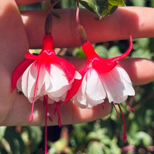 May include: Close-up of two fuchsia flowers with vibrant red and white petals. The flowers hang from green stems, with delicate pink stamens extending downwards. The background is a soft blur of green foliage.