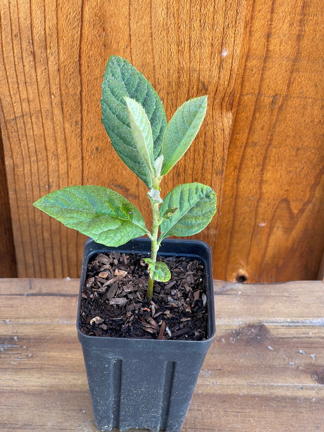 Loquat Tree Seedling Starter Plant Etsy