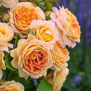 Rose ‘Fun in the Sun’ | Grandiflora Rose | Own-root Live Plant | 1-gallon Pot