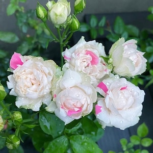 Rare Rose 'Strawberry Parfait' | Japanese rose | 白桃草莓冻糕 ストロベリーパフェ| Own Root| 1-gallon Pot