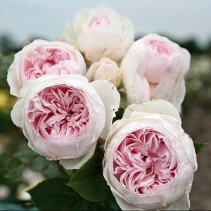 Earth Angel Parfuma Rose | Live Plant| Kordes | Own Rooted in 1 Gallon Pot
