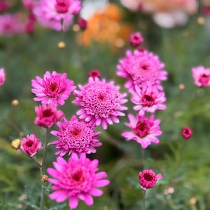 May include: A close-up of pink daisy flowers in bloom. The flowers are in focus, while the background is blurred. The flowers are growing in a garden setting.
