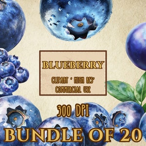 Blueberry Clip Art Bundle Of 20 High Resolution 300 DPI Transparent Background PNG Files