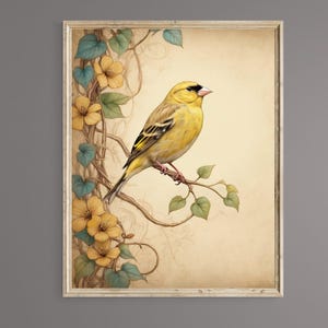 Stampa vintage di un fringuello giallo, illustrazione di un uccello (download digitale)