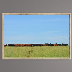 DRUCKBARE Wandkunst | Digitaler Download | Rinder ziehen über die Kansas Plains mit 2 Falken am Himmel.  Sieht auch auf Leinwand toll aus