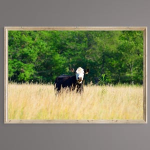 Cattle Fotografie, druckbare Wandkunst, digitaler Download, Cattle - Kansas