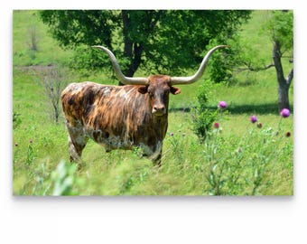 Longhorn , Kansas Plains, Longhorn download