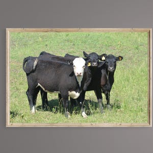 PRINTABLE WALL ART , Digital download, Cattle - friends in Kansas