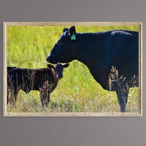Cattle, Cattle download, Cattle with baby, Printable wall art  ---   Kansas Plains Mom and Baby