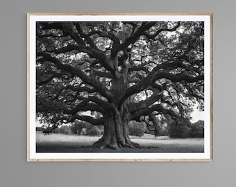 Black and White Tree Photography Art Print (Digital Download)
