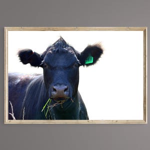DRUCKBARE KUNST, Digital download, Rinder, Kansas