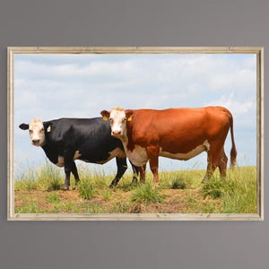 Cattle Photography, Cattle Wall Art, Digital Download, The Girls, Kansas Cattle