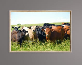 Kansas Plains Cattle Photography Print (Digital Download)