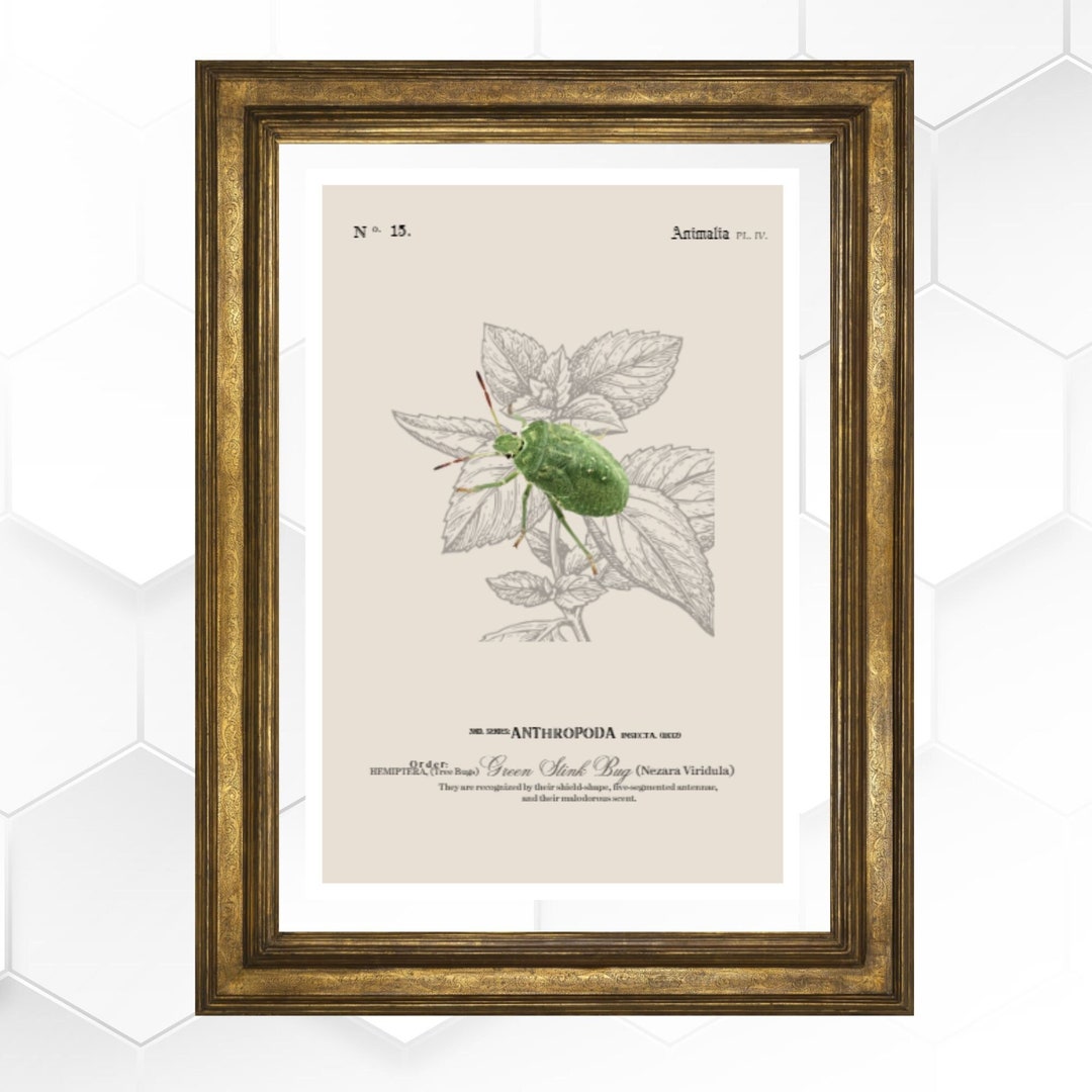 Green Stink Bug, Woodland Animal Vintage Art, Insects Bug Printable Art ...