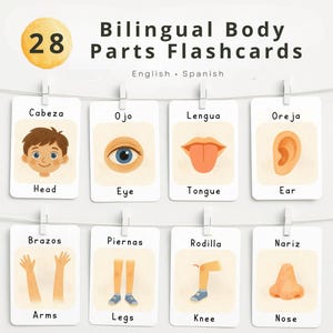 Puede incluir: Un conjunto de 28 tarjetas didácticas bilingües de partes del cuerpo en inglés y español. Cada tarjeta presenta una ilustración de una parte del cuerpo con la palabra en inglés y español. Incluye cabeza, ojo, lengua, oreja, brazos, piernas, rodilla y nariz.
