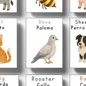 May include: A watercolour illustration of a dove with the words "Dove" and "Paloma" above the image. The dove is grey with a yellow beak and orange feet. The image is on a white background.