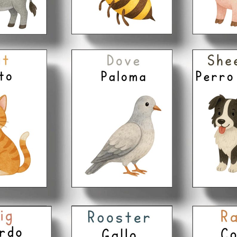 May include: A watercolour illustration of a dove with the words "Dove" and "Paloma" above the image. The dove is grey with a yellow beak and orange feet. The image is on a white background.