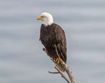 Bald Eagle Print | Bird Photography | Wildlife Landscape | Nature Wall Art | Fine Art Print