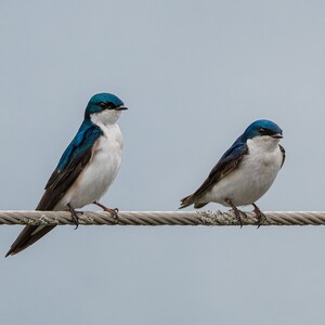 Tree Swallows Print | Bird Photography | Nature Wall Art | Wildlife Landscape | Fine Art Print