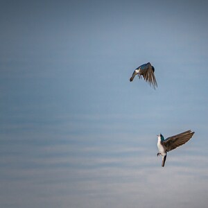 Tree Swallows Print | Bird Photography | Nature Wall Art | Wildlife Landscape