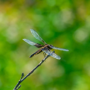 Dragonfly Print | Wildlife Print | Nature Landscape | Dragonfly Wall Art | Fine Art Print