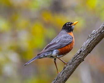 Robin Print | Bird Photography | Nature Wall Art | Wildlife Landscape | Fine Art Print