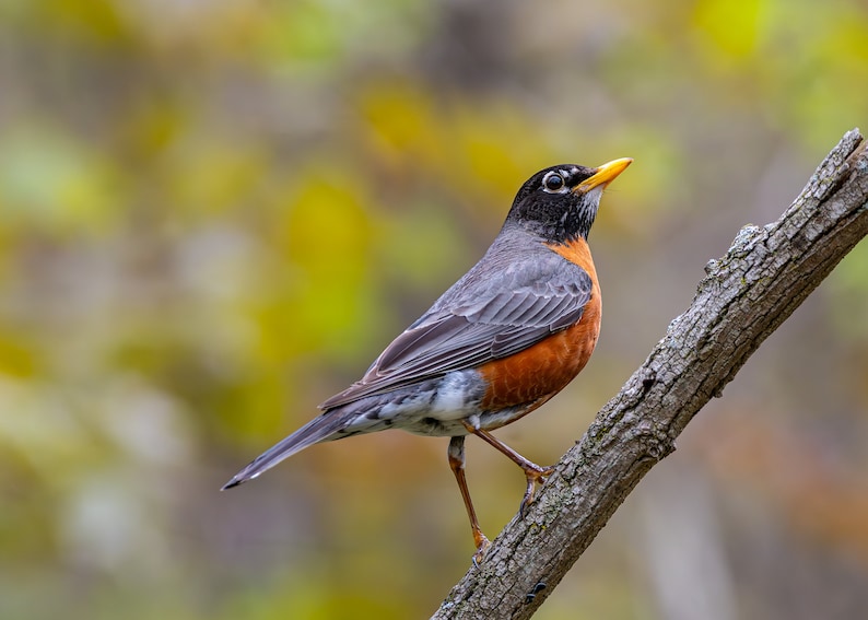 Robin Print Bird Photography Nature Wall Art Wildlife Landscape