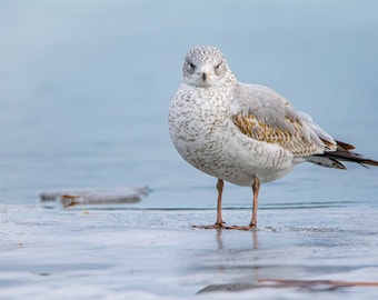 Life is A Test Run Poster, Jonathan Livingston Seagull Inspired