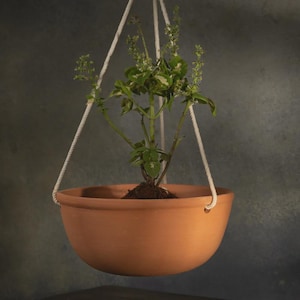 Peut inclure: Un pot de plante suspendu en terre cuite avec une plante verte. Le pot rond, non verni, est suspendu par une corde blanche. La plante a des feuilles vertes et blanches panachées et de petits bourgeons verts. Le fond est un gris-vert texturé et sourd.