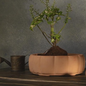 Peut inclure: Une plante en pot avec des feuilles vertes et blanches et de petites fleurs dans un pot rond de couleur terre cuite. Un petit arrosoir décoratif se trouve à gauche de la plante. La plante et le pot sont sur une surface en bois sombre.