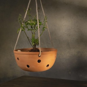 May include: A hanging terracotta plant pot with a small green plant. The round pot has several holes and is suspended by three ropes. The plant has green leaves and small buds. The background is a muted grey.