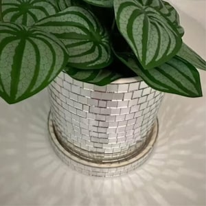 May include: A houseplant with green and silver striped leaves in a silver mosaic tile pot. The pot sits on a matching saucer. The plant is a decorative item for the home.