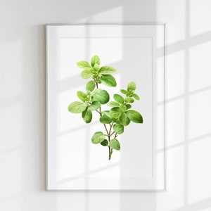 Oregano Print, Kräuterdruck, Blumendruck, Botanisches Kraut, Oreganoblatt, Wandkunst, Wanddruck, Botanisches Poster, Kräuterlithographie, Vintage