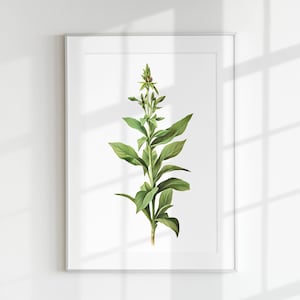 Salbei Druck, Kräuterdruck, Blumendruck, Botanisches Kraut, Salbeiblatt, Wandkunst, Wanddruck, Botanisches Poster, Kräuterlithographie, Vintage
