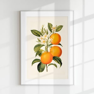 Orange Print, Fruit Print, Flower Print, Botanical Fruits, Orange branch, Wall Art, Wall Print, Botanical Poster, Fruit lithograph, Vintage